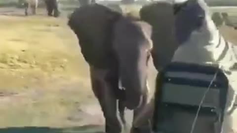 Angry Elephant vs Man Short Video