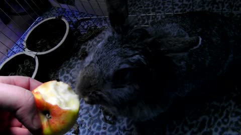 Little Rabbit Eating