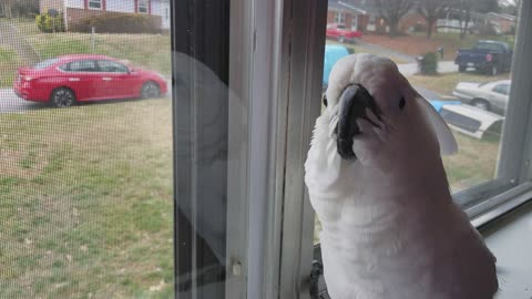 Cockatoo Finds A Huge Crow Outside