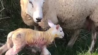 30 seconds old lamb