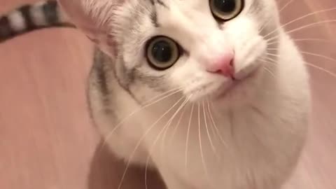 cat with a strange voice
