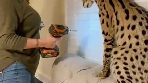CAT Reaction on Drill Machine