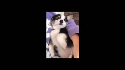 Cute Corgi Puppy Sleeping on Owner hand like a Baby