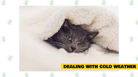Cats 101 / cats and cold weather 🥶🥶