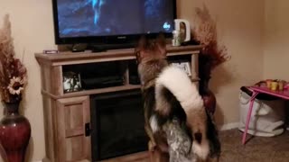 Dog watches tv