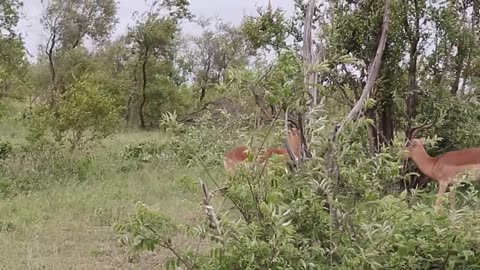 Impalas fighting