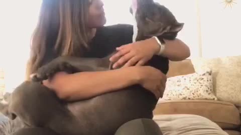 Relaxed dog completely lays out for massage
