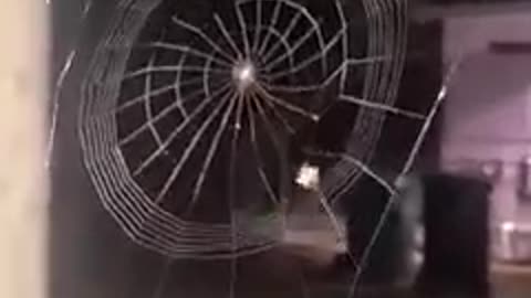 how a spider makes its web || spider web #spider #spedar #web #spiderweb #trainding #traindingvidios #viral #viralvideos #foryou #foryouvideos