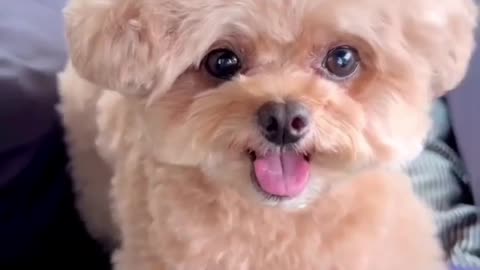 Lovely puppy, #dog #dogvideo #lovewithdog #petvideo #pets #animals