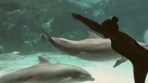 Girl Dance In Dolphin Aquarium