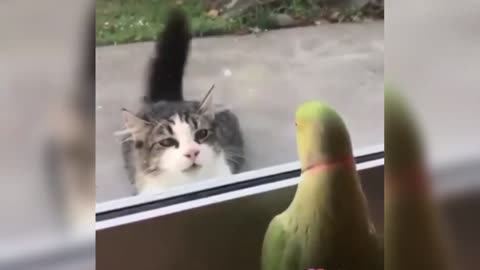 Parrot playing Hide and seek with Cat
