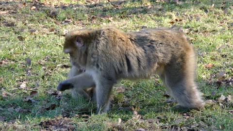 Monkey with his mother in the forest while they are eating