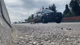 Geese Family Given Police Escort On Busy Mway In Oregon