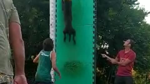 Pit Bull Dog Name Bat Jumping Competition
