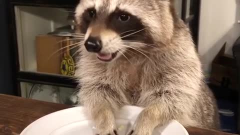 Raccoon Thinks He’s A Person At The Table