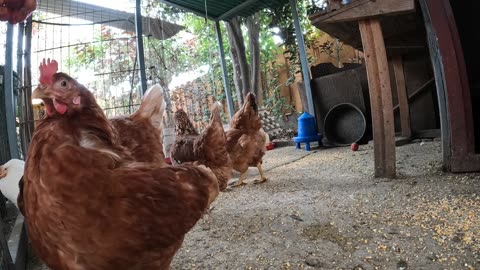 Backyard Chickens Fun Relaxing Video Sounds Noises Hens Roosters!