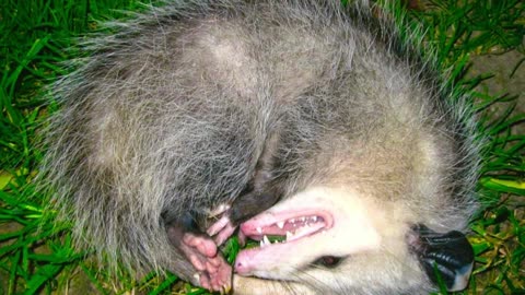 The Opossum Power Animal