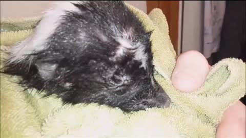 Giving a Wild Skunk a Bath! ^_^