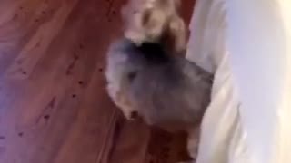 Music tan dog scratching butt against white sheets