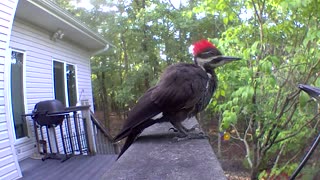Pileated Woodpecker feeding baby