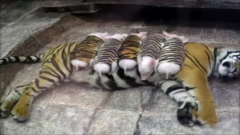 Tigress adopts and cares for baby piglets