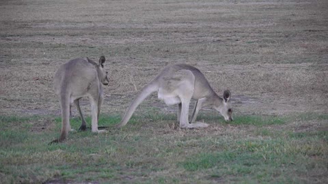 Randy Kangaroo