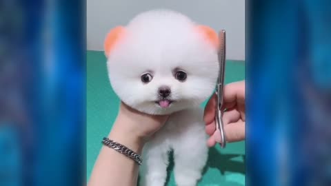 Pomeranian dog price in india! teacup dog price in india! cute dog price! puppy dog pric