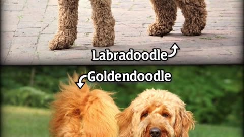 Labradoodle VS Goldendoodle