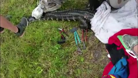 Alligator Rescue