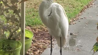 Big Bird Visits on a Rainy Day