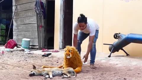Scare dogs with fake lion. Prank