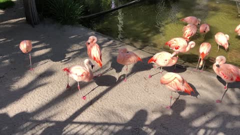 Flamingo Yoga class