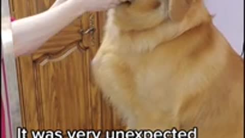 Golden Retriever snaps at groomer