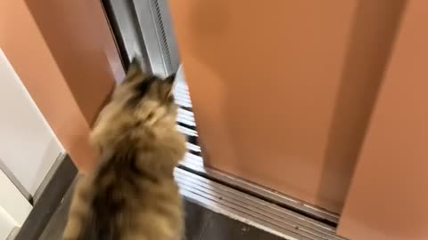 Returning Cat to the 11th Floor
