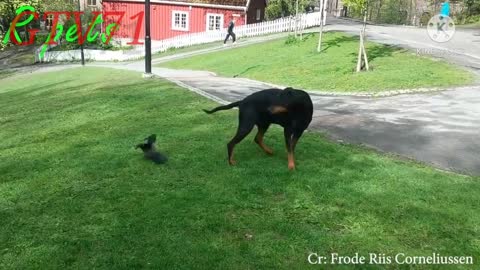 The crow attacked the dog