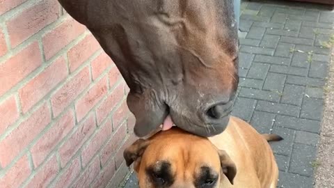 Horse Has a Nibble on Dog's Head