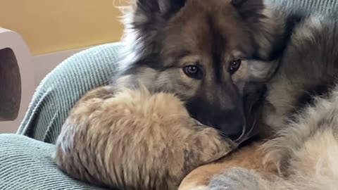 Siberian Cat enjoys cozy cuddle time with the family dog