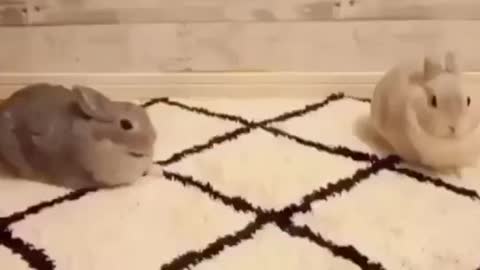 Nice video for so cute couple 🐰♥️