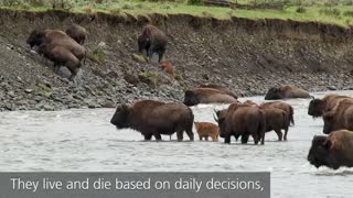 Circle of Life in Yellowstone National Park