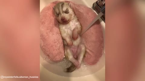 Husky Pup Gets Relaxing Spa Day