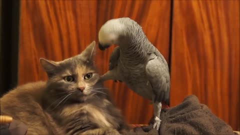 The parrot irritates the cat