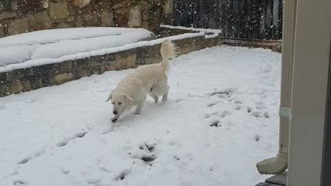 More dogs in snow