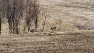 Roadside Sandhill Cranes B.C.