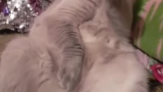 cute cute cat