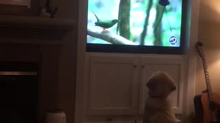 Dog totally mesmerized by wildlife documentary on TV