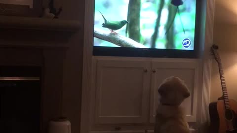 Dog totally mesmerized by wildlife documentary on TV