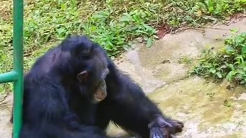 Chimpanzee Yuhui can read, do laundry, and work diligently #shorts #chimpanzee #short
