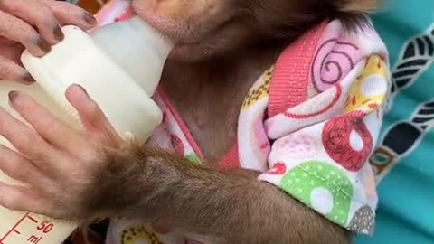 Cute Baby Monkey Drinking a Delicious Milk