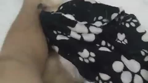 This puppy does not stop playing with his sleeping blanket