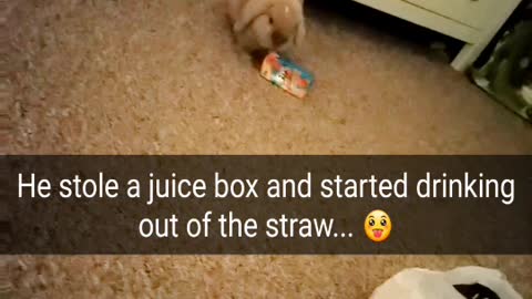 Bunny Drinks with Straw!